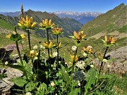 Bocchetta di Budria-Monte Azzaredo ad anello fiorito-10lu22 - FOTOGALLERY